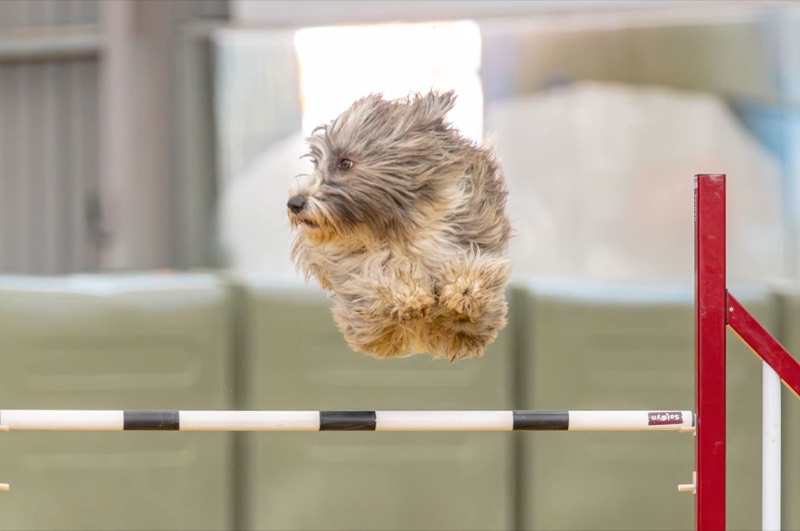 Dog jumping over agility bar at Canterbury Canine Obedience Club