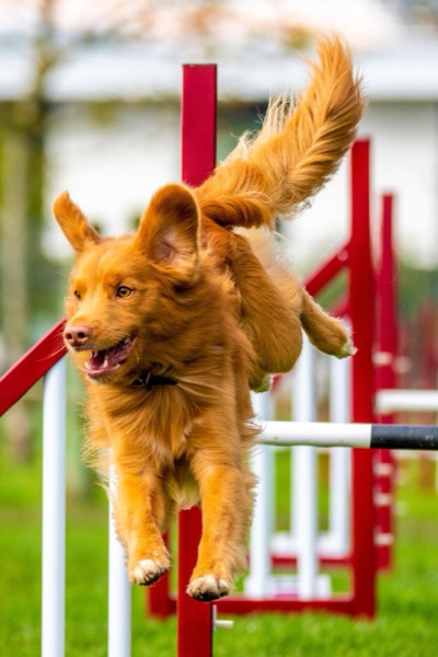 Nova Scotia Duck Tolling Retriever jumping over agility bar