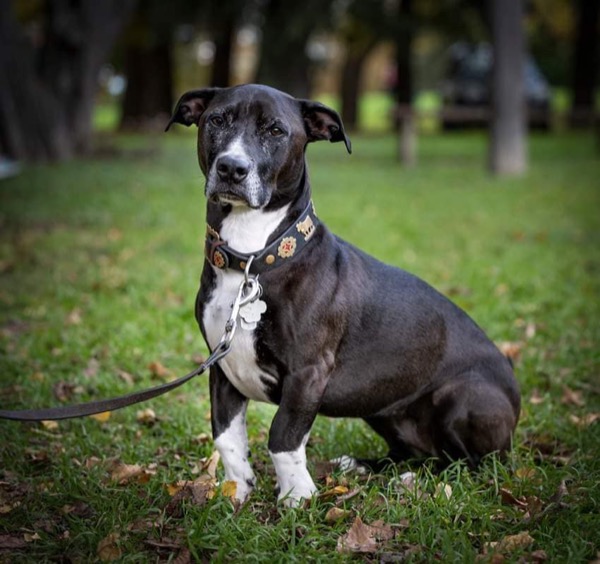 Well-mannered dog sitting calmly on leash in park