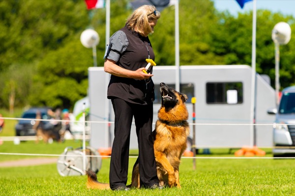 Handler with German Shepherd in obedience competition
