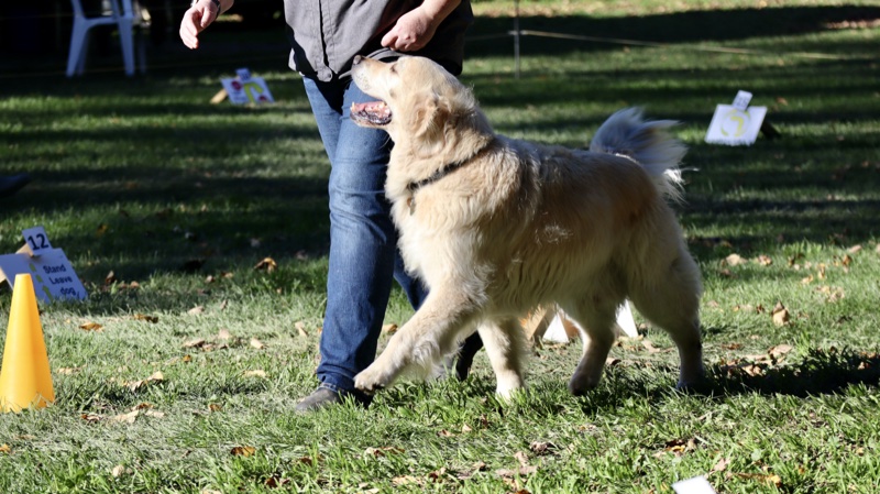 Golden Retriever heeling alongside handler at Rally-O station