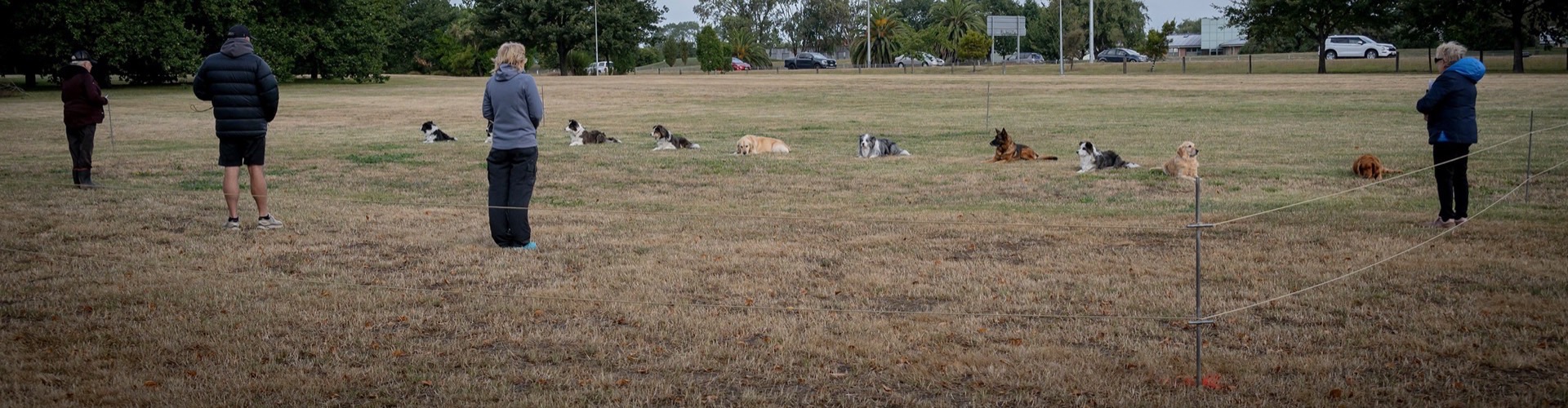 Dogs training at Canterbury Canine Obedience Club